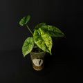 Alocasia Sinuata Mint Variegata #1