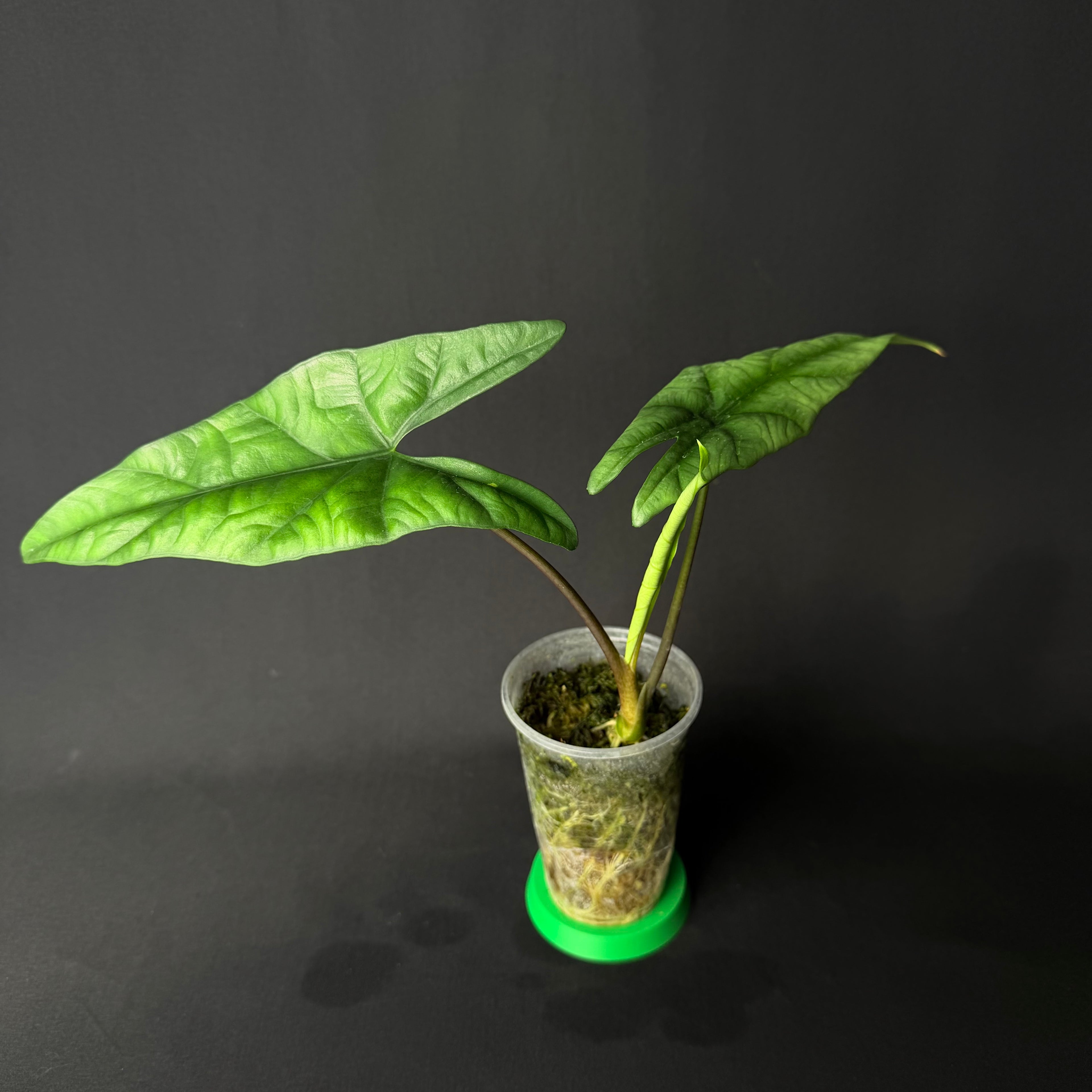 Alocasia Simpo #1