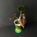 Alocasia Azlanii