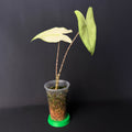 Alocasia Zebrina Albo Variegata #1
