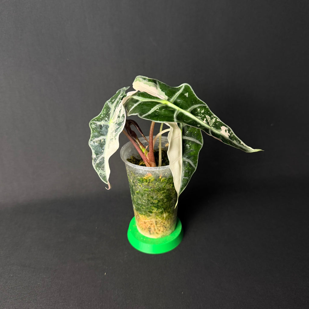 Alocasia Amazonica 'Polly' Pink Variegata #1-2