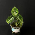 Alocasia Reginula 'Ninja' Aurea Variegata #2