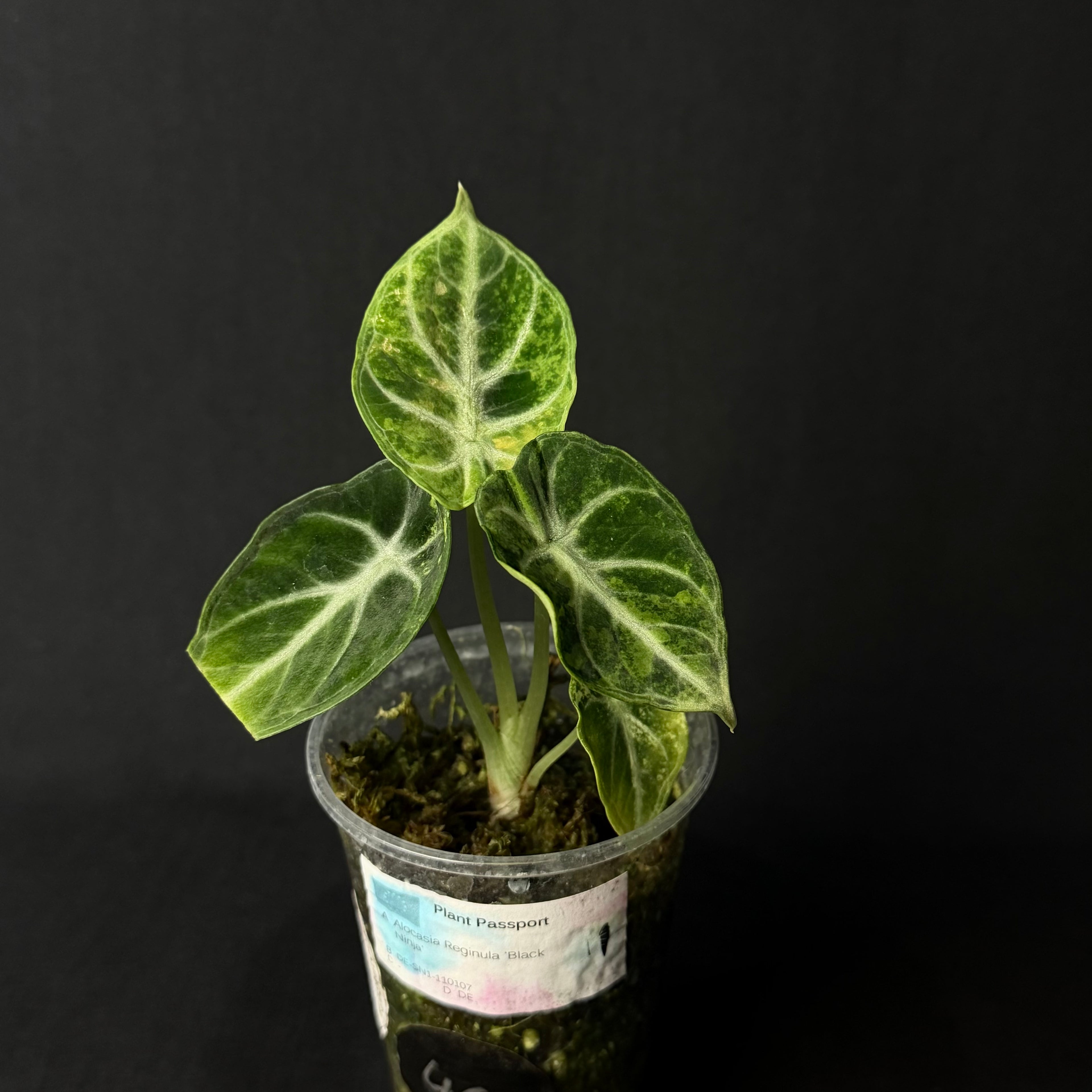 Alocasia Reginula 'Ninja' Aurea Variegata #2