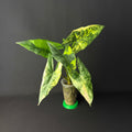 Alocasia Simpo Aurea Variegata #1