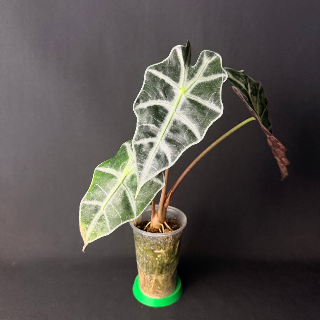 Alocasia Amazonica 'Polly' Mint Variegata #1-3