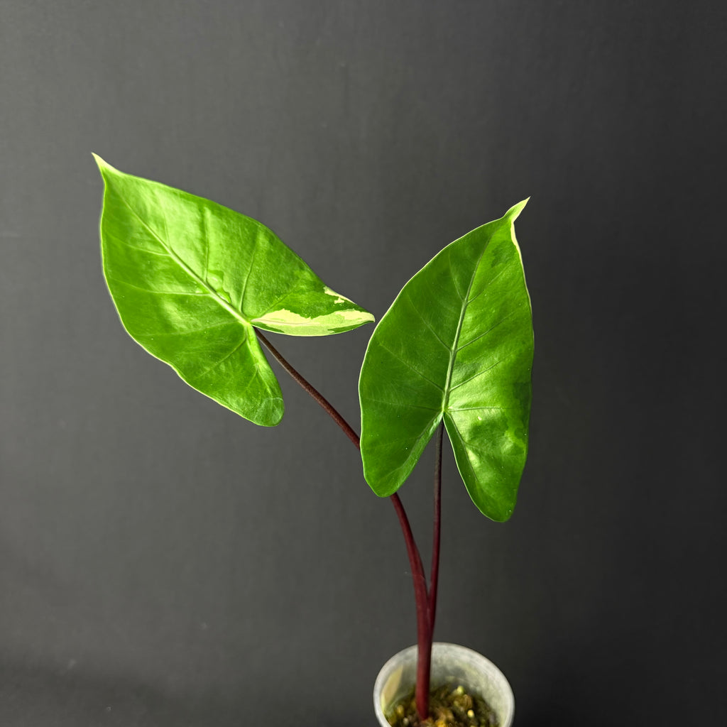 Alocasia Macrorrhizos 'Black Stem' Albo Variegata