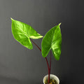 Alocasia Macrorrhizos 'Black Stem' Albo Variegata
