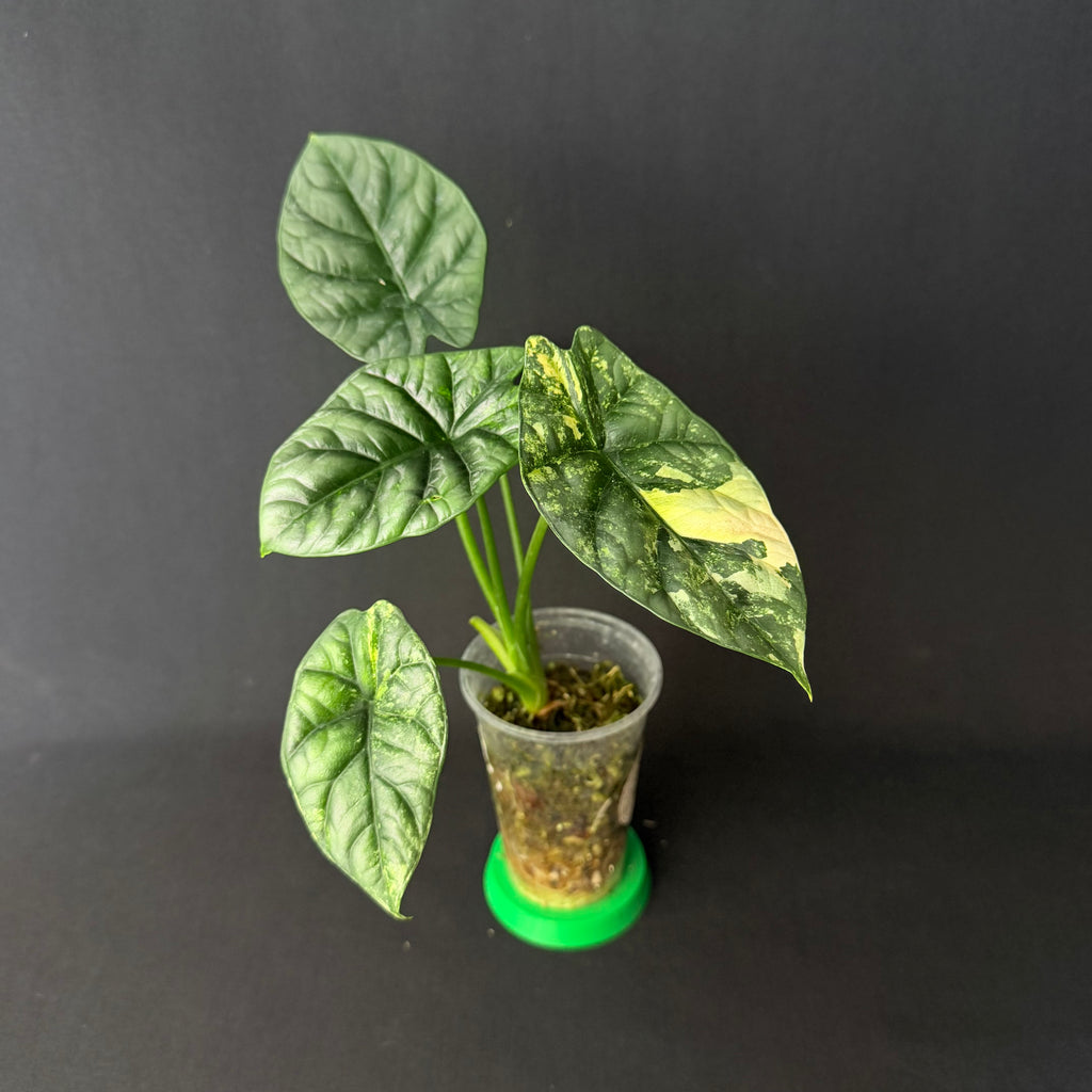 Plant template