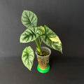 Plant template