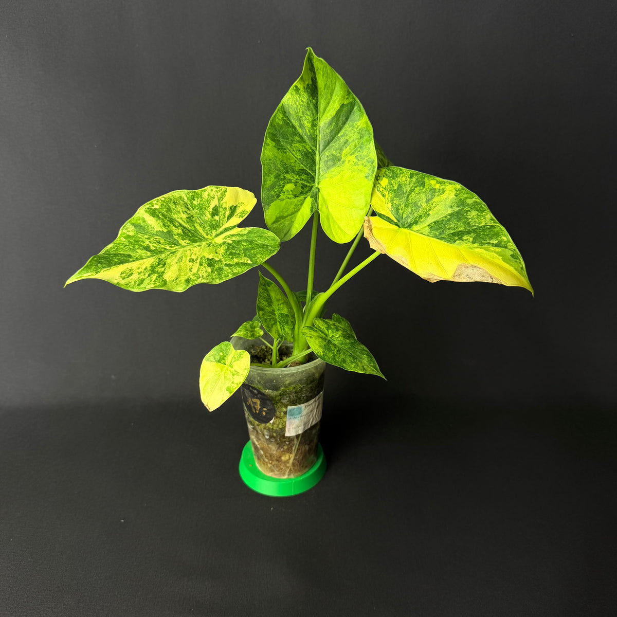 Alocasia Odora 'California' Aurea Variegata (Gageana) #1-6