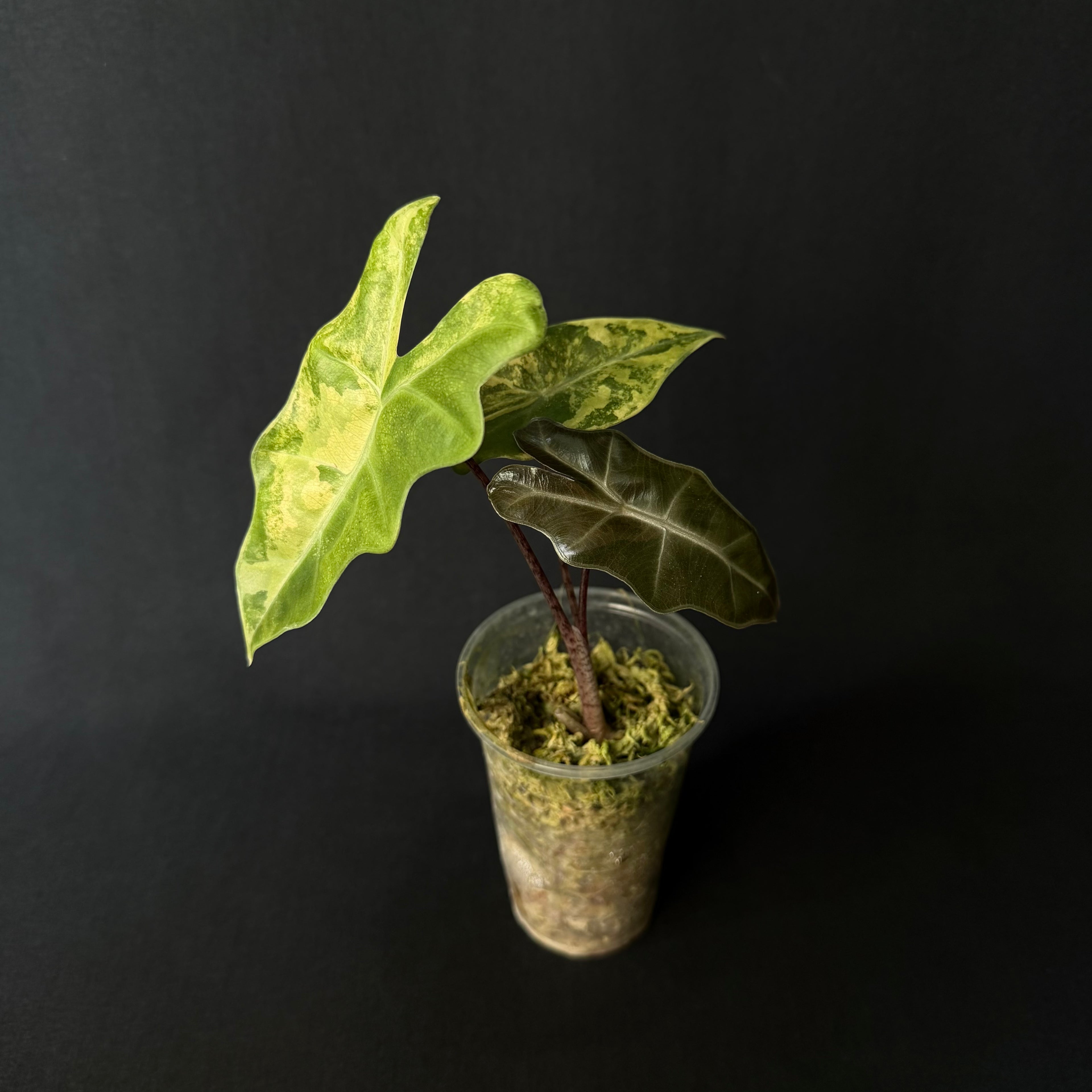 Alocasia Pseudosanderiana Aurea Variegata #3