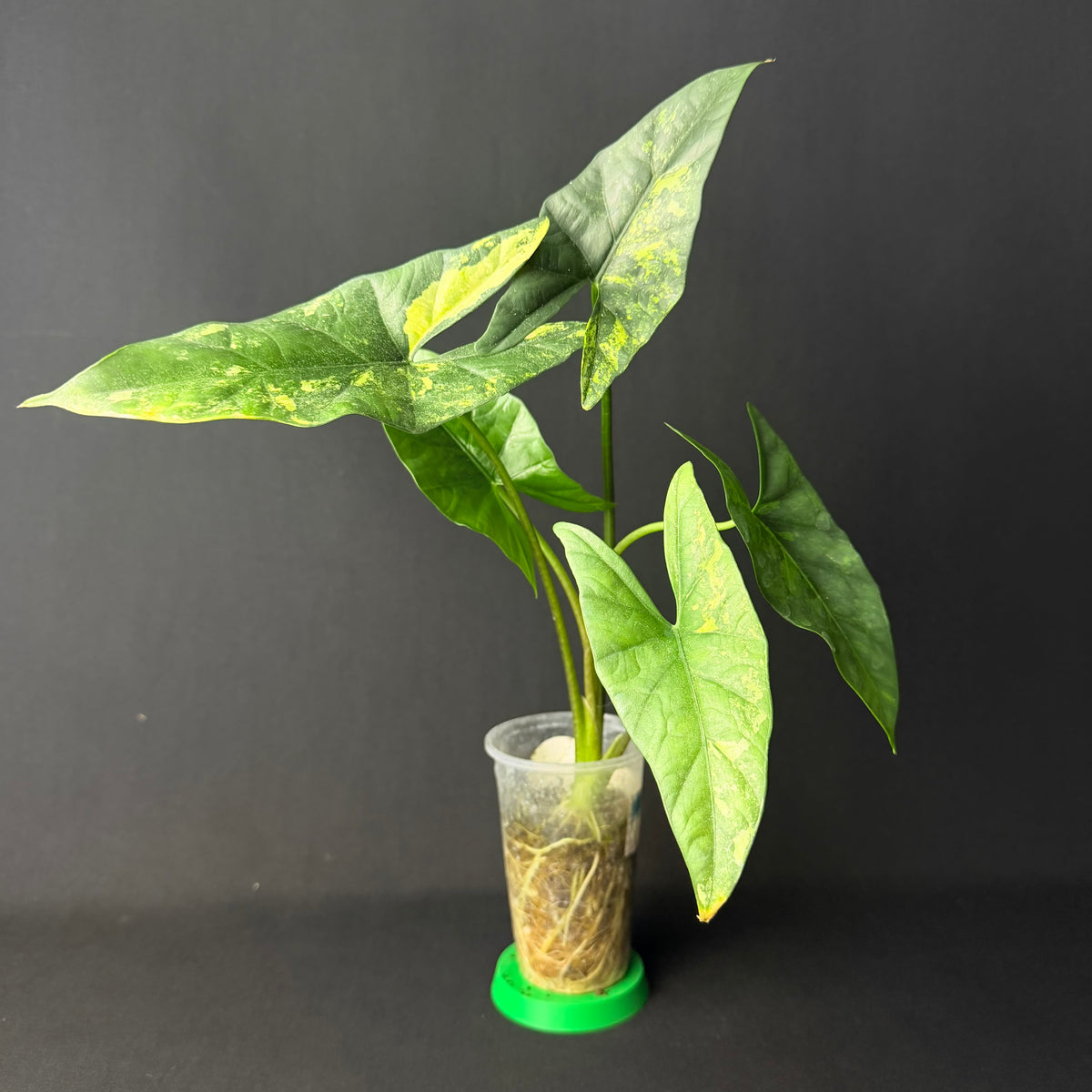 Alocasia Simpo Aurea Variegata #1