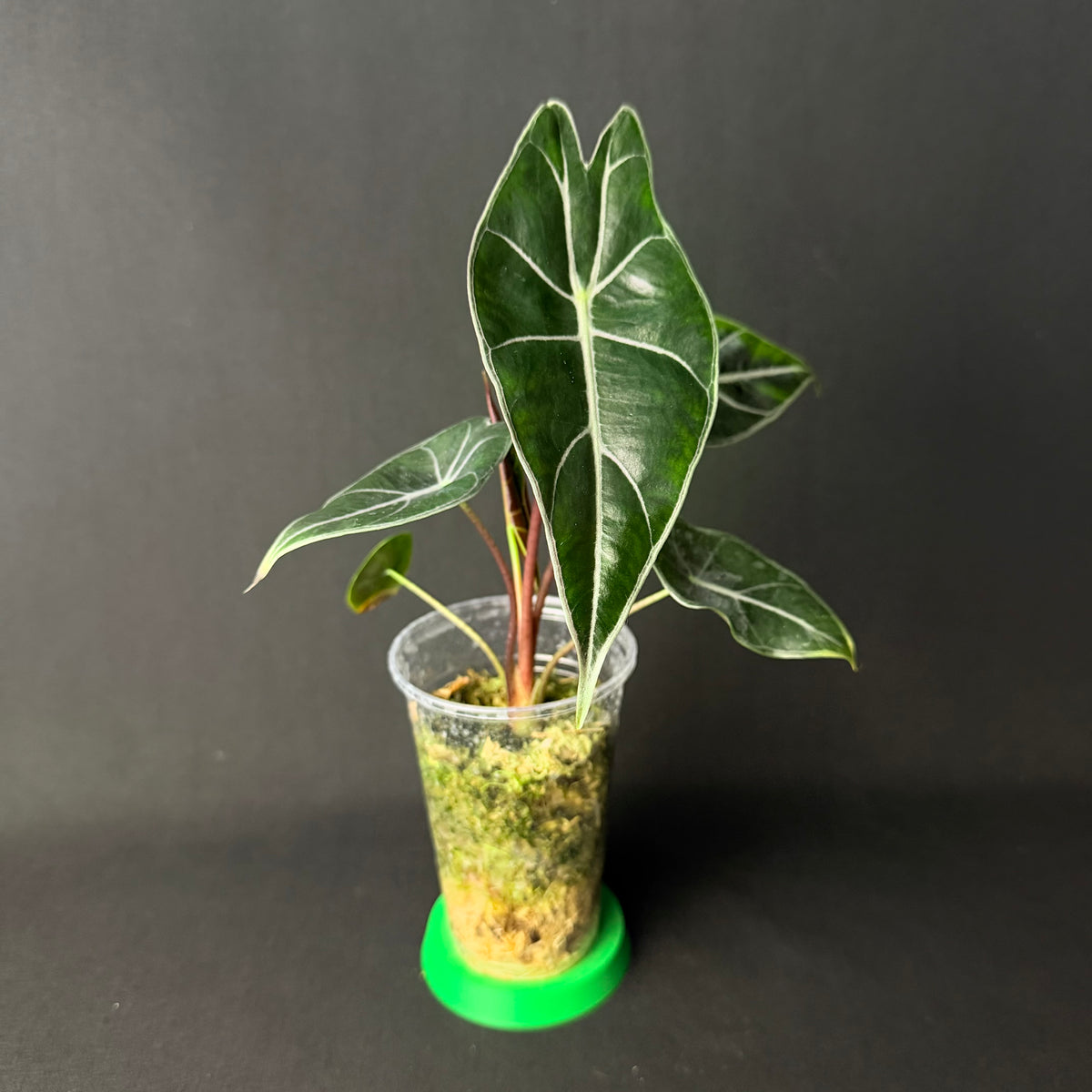 Alocasia longiloba 'Purple Prince'