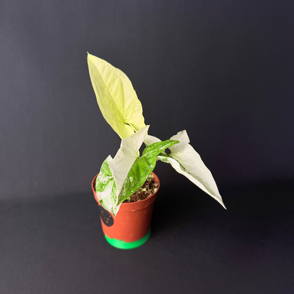 Syngonium podophyllum Albo Variegata #1-2