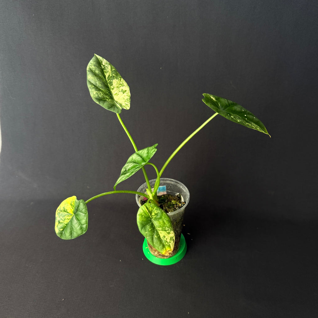 Plant template