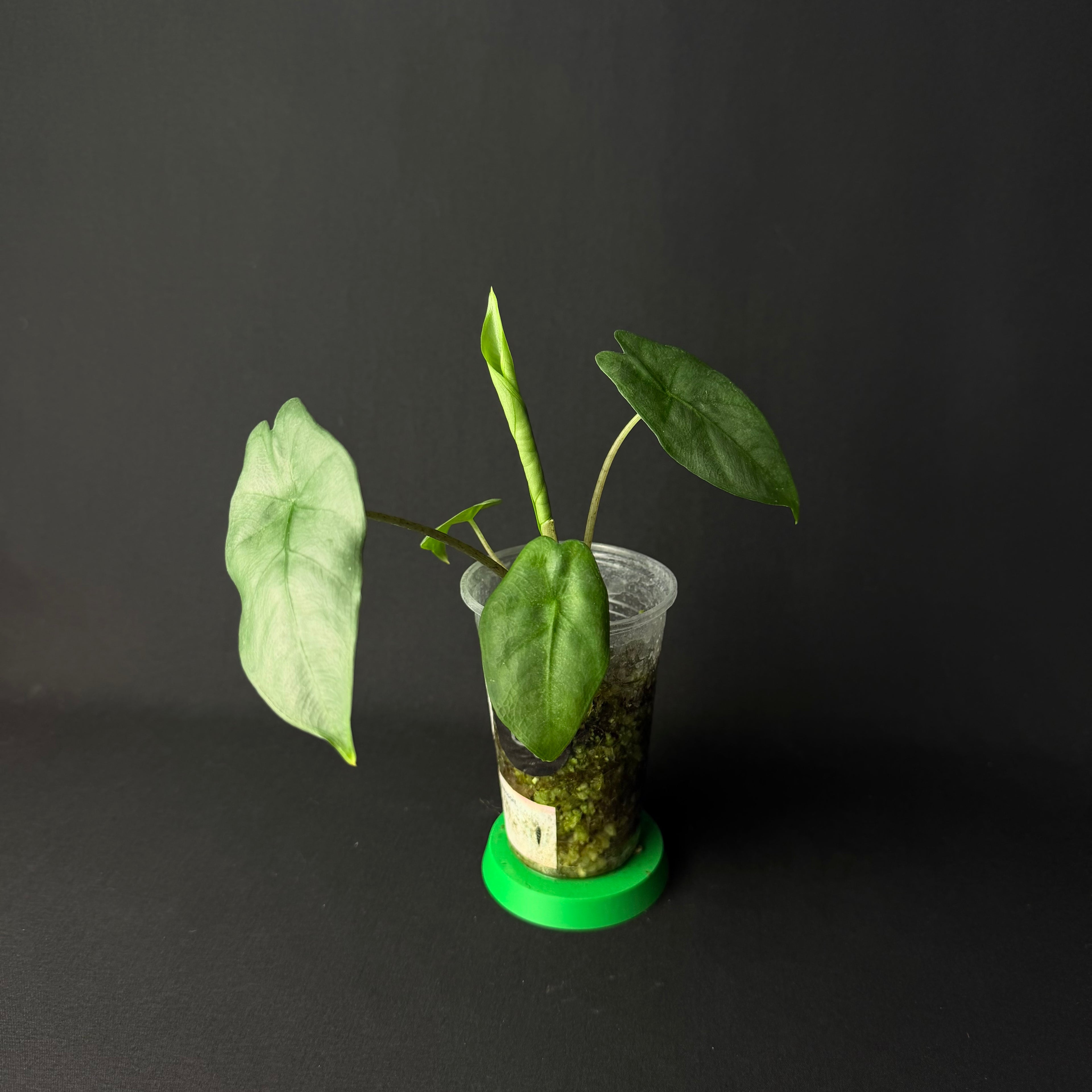 Alocasia Heterophylla ´Corazon´#1-5