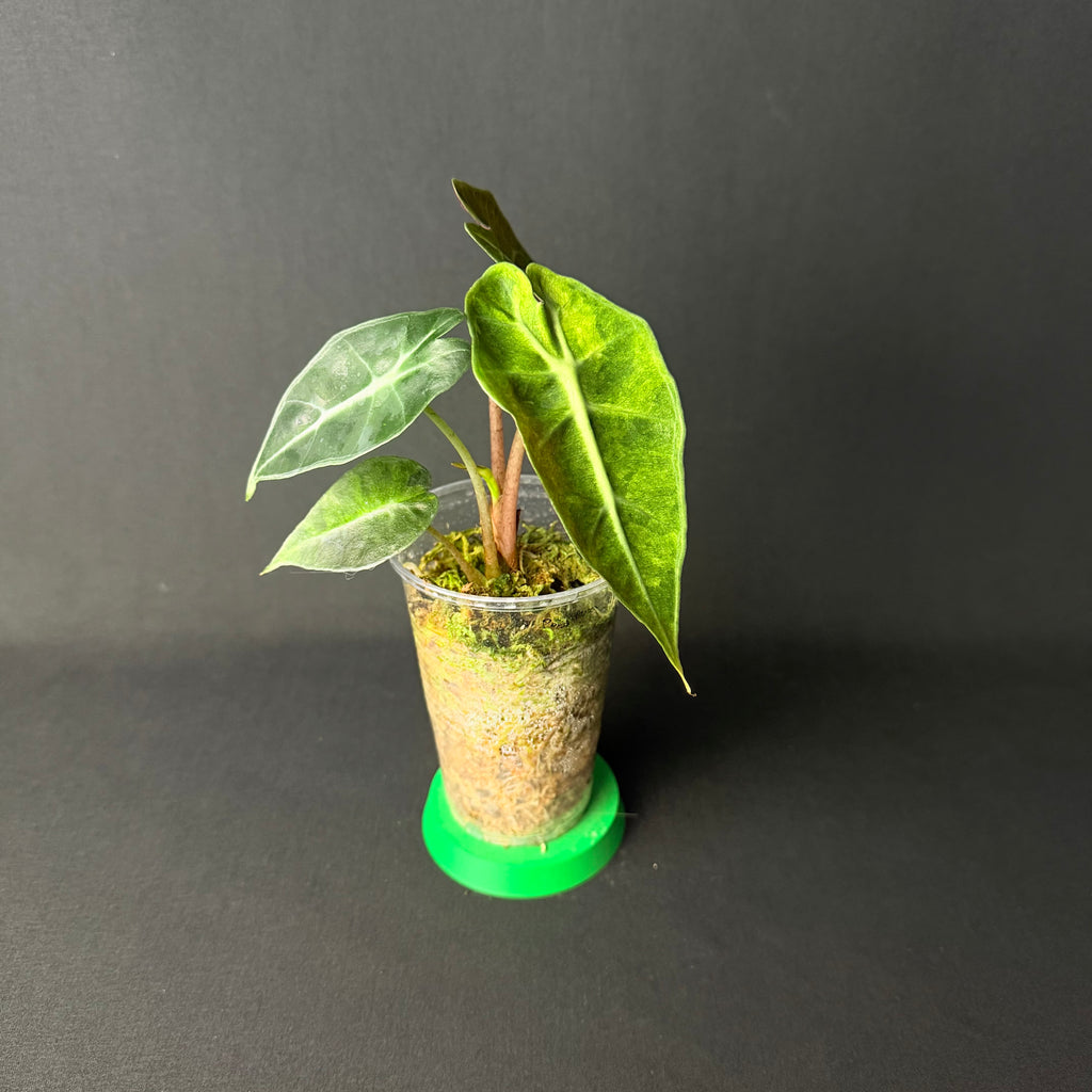 Alocasia Amazonica 'Polly' Aurea Variegata #1