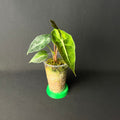 Alocasia Amazonica 'Polly' Aurea Variegata #1