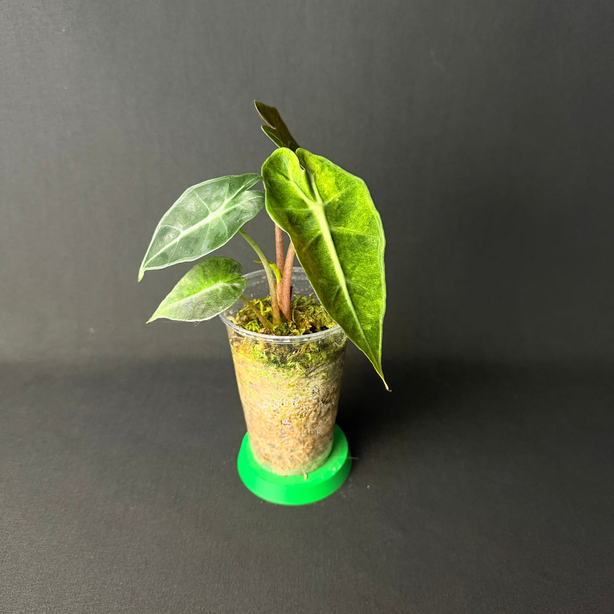 Alocasia Amazonica 'Polly' Aurea Variegata #1