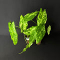 Alocasia Acuminata Albo Variegata