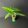 Alocasia sp. Sulawesi 'Green Carpet'