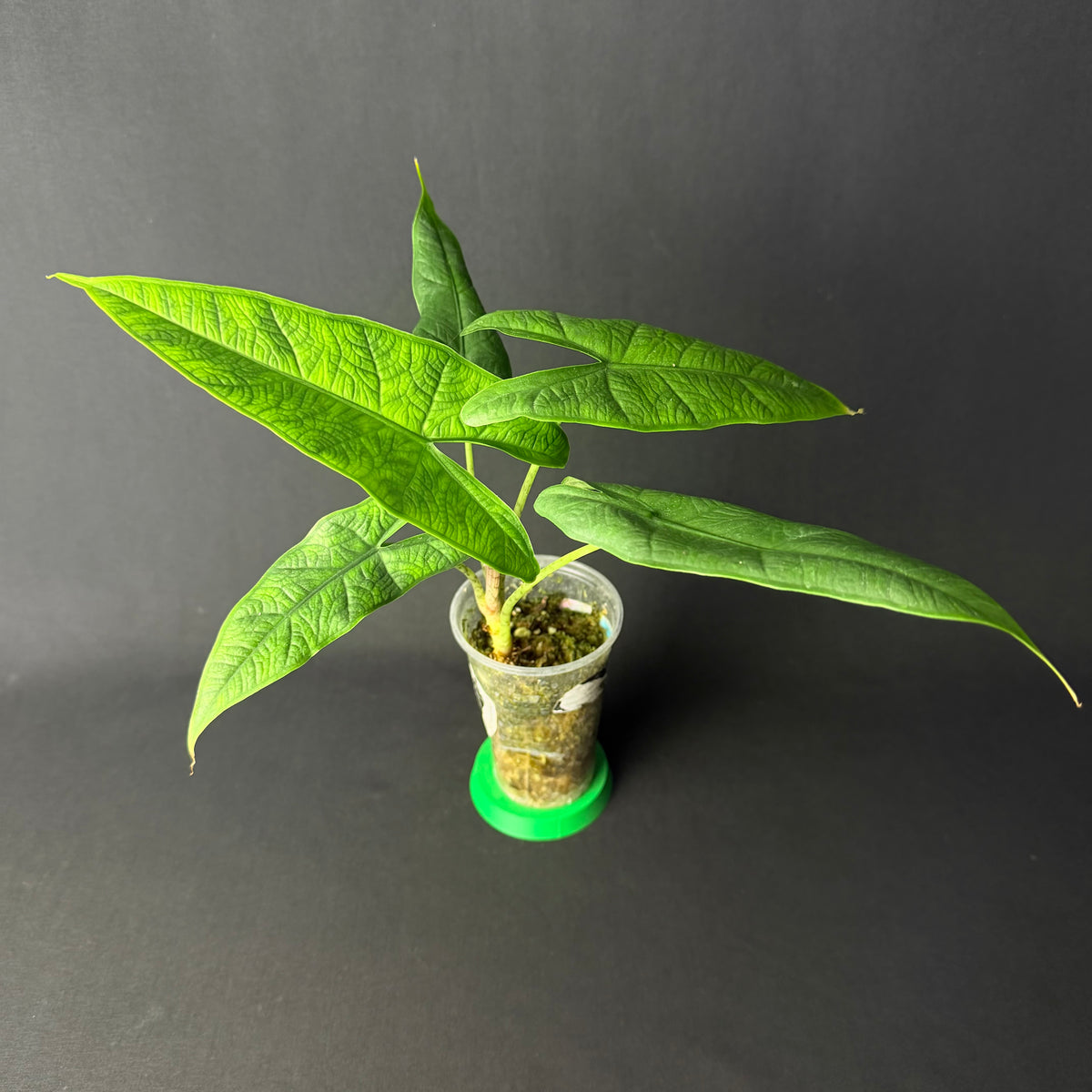 Alocasia sp. Sulawesi 'Green Carpet'