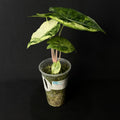 Alocasia Nairobi Nights Aurea Variegata #1