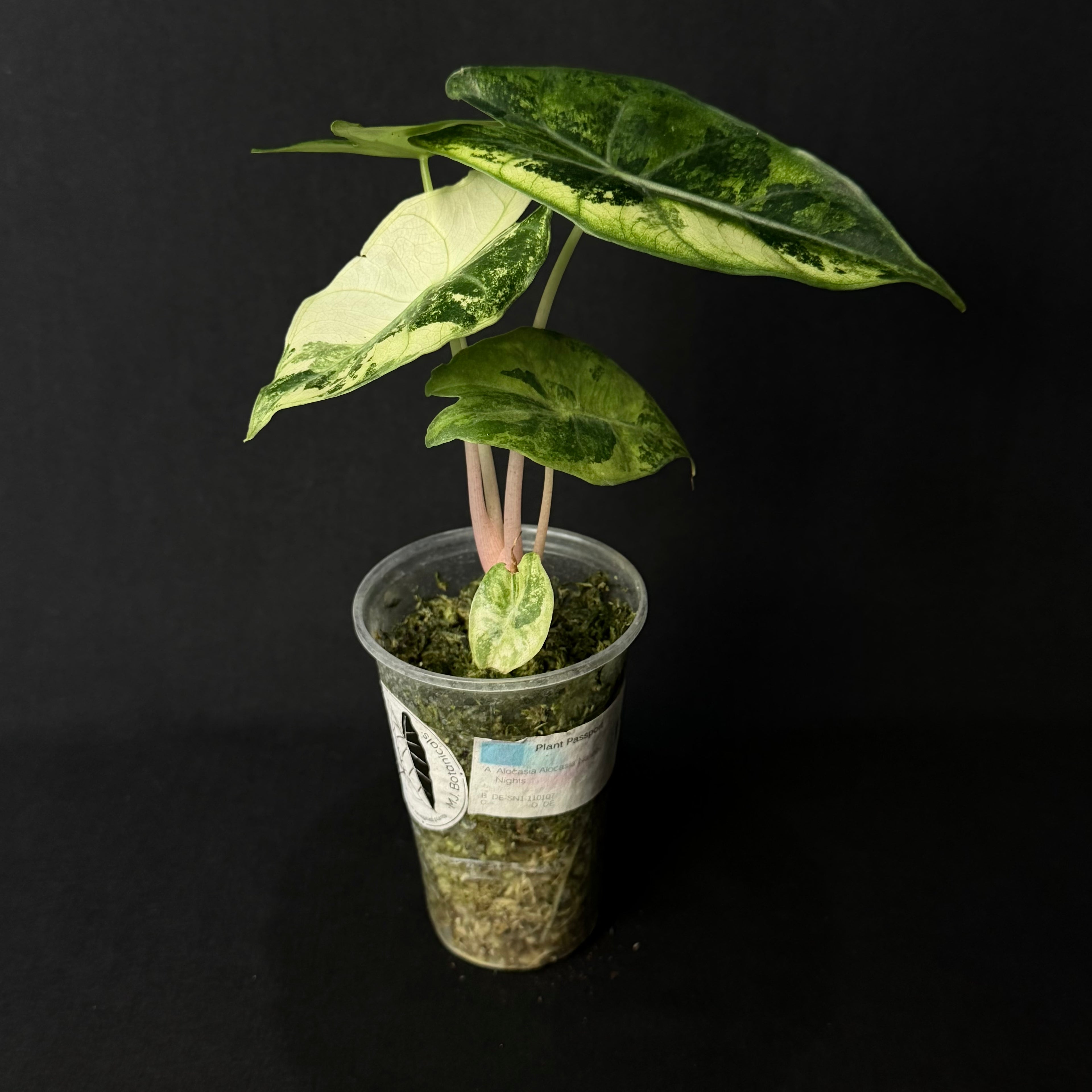 Alocasia Nairobi Nights Aurea Variegata #1