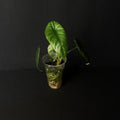 Alocasia Puncakborneensis #2