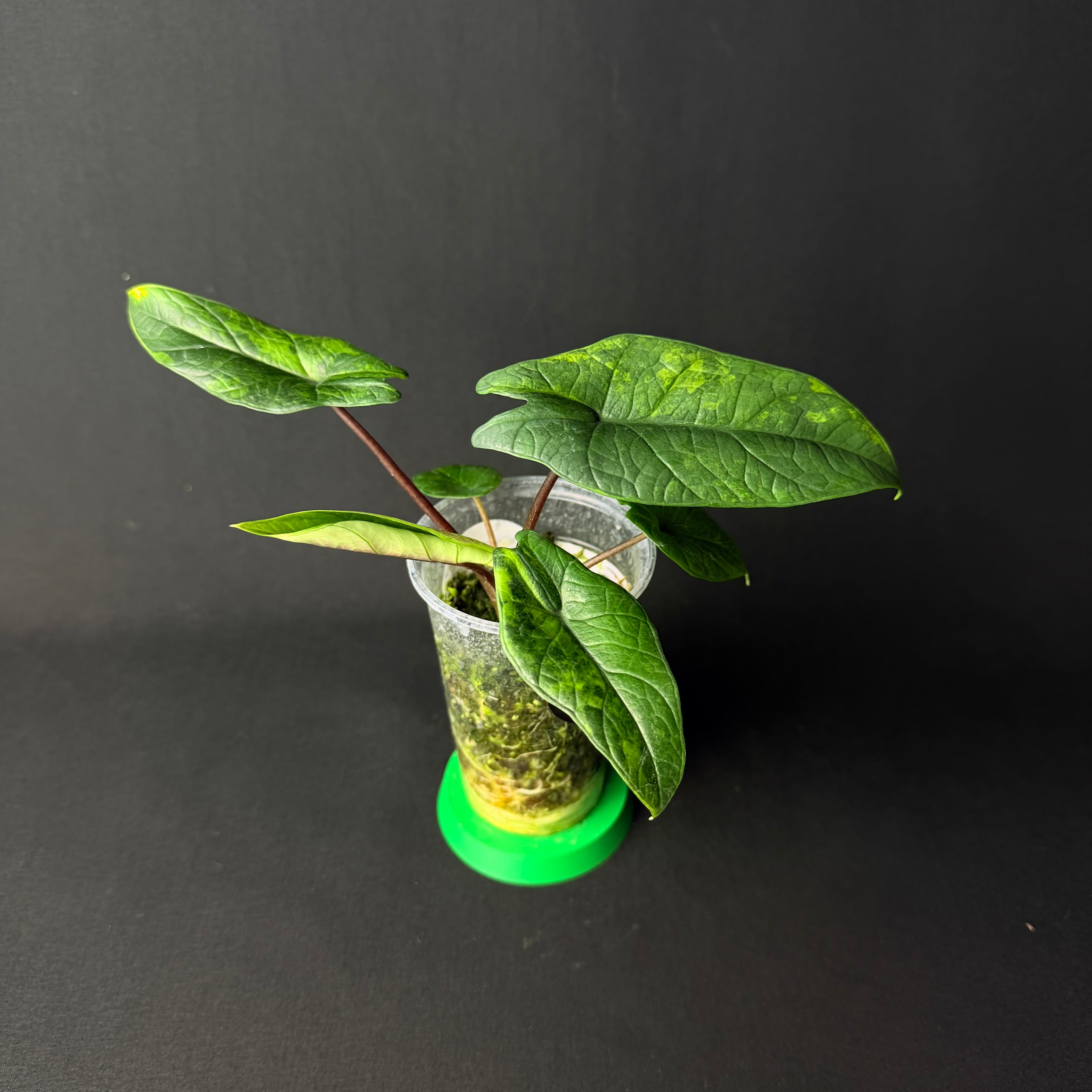 Alocasia Scalprum Aurea Variegata #1-2
