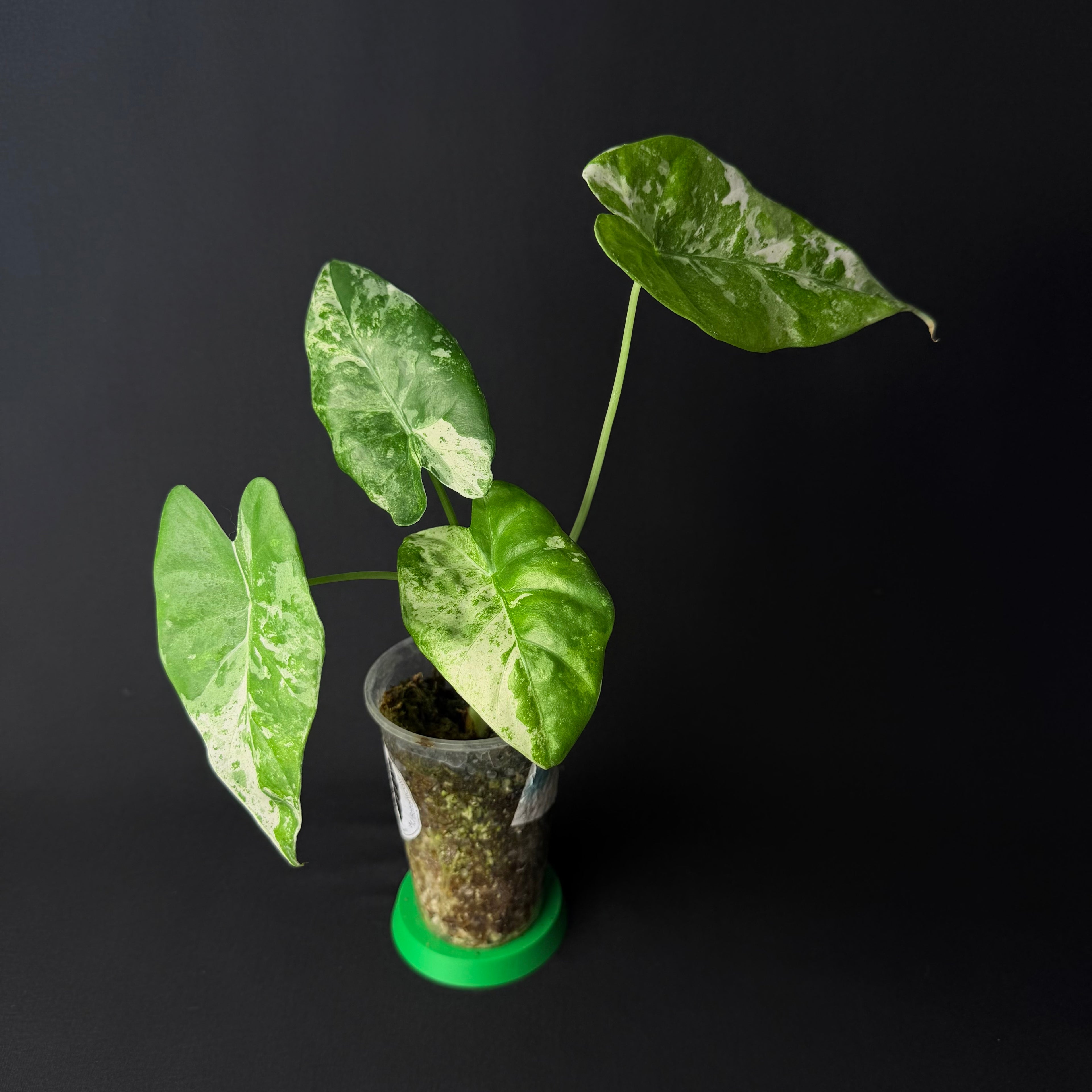 Alocasia Odora 'Batik' Variegata #1-9