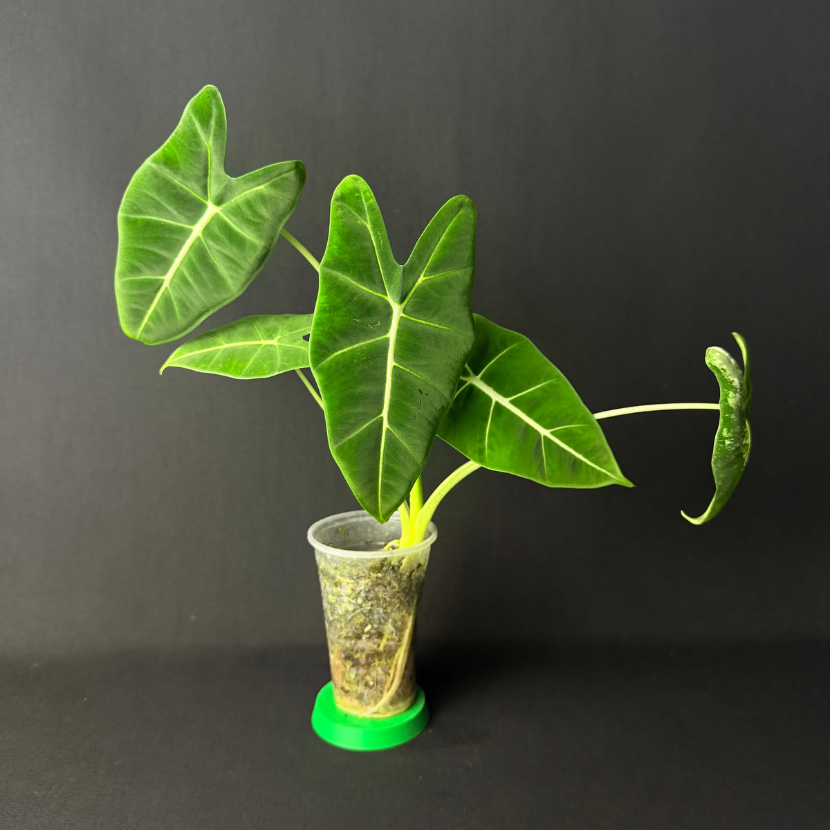 Alocasia Micholitziana 'Frydek' Variegata #2