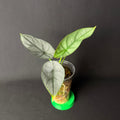 Alocasia Platinum Red Grey