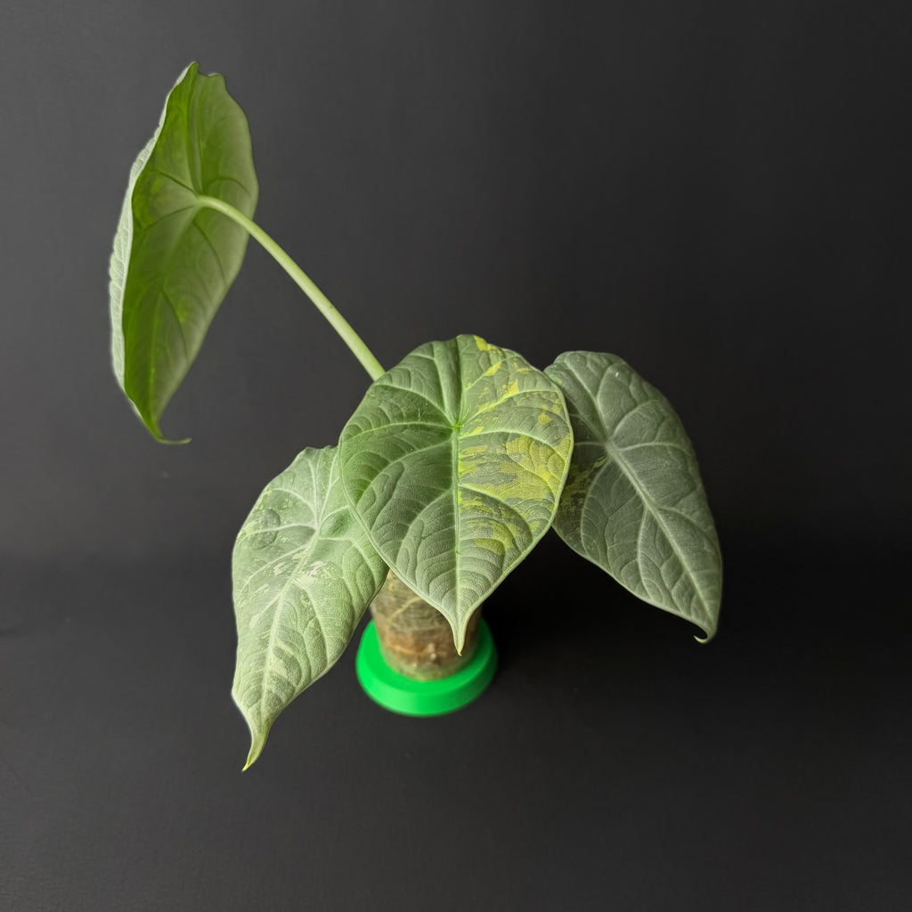 Alocasia Maharani Albo/Mint Variegata #1-3