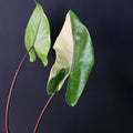 Alocasia Macrorrhizos 'Black Stem' Albo Variegata