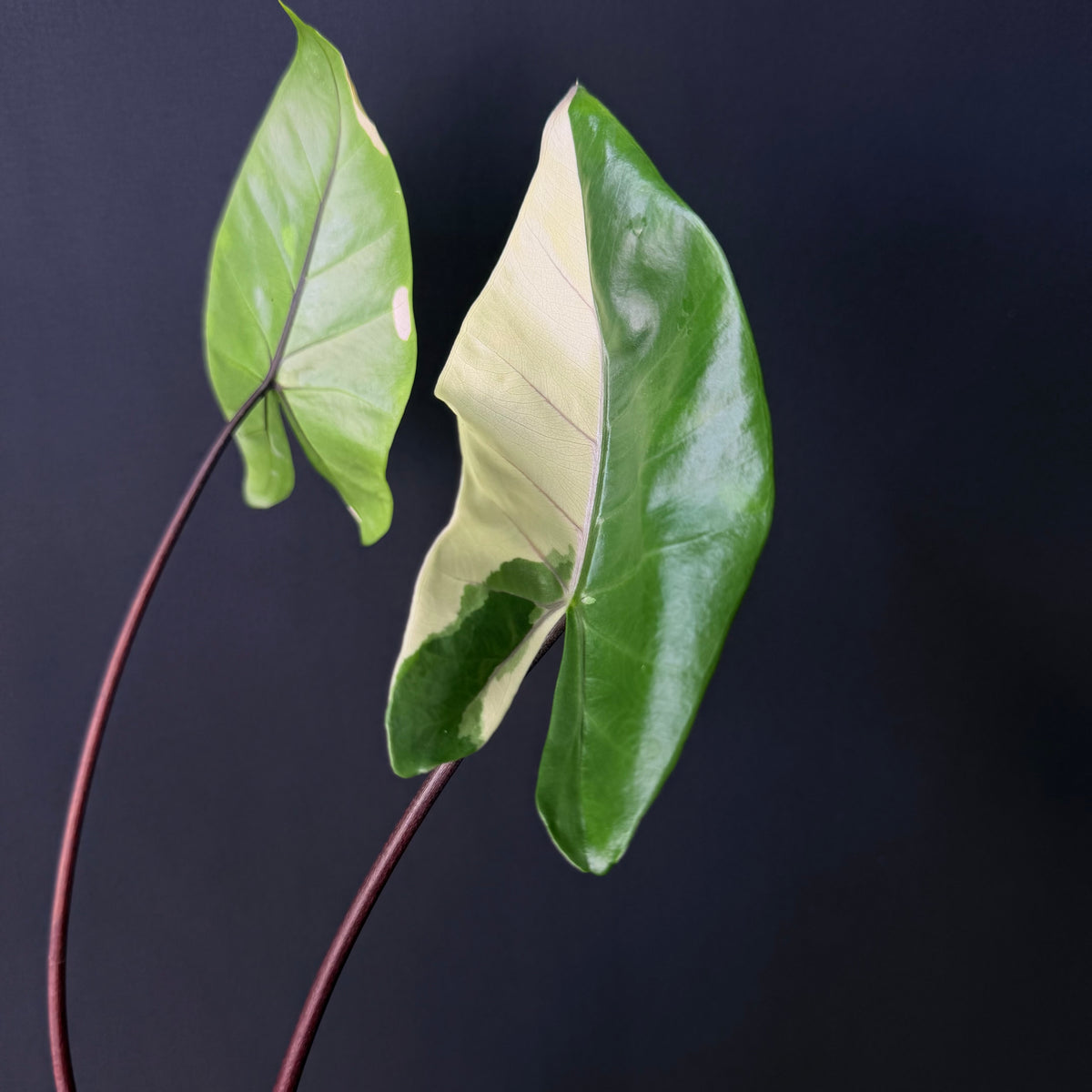 Alocasia Macrorrhizos 'Black Stem' Albo Variegata
