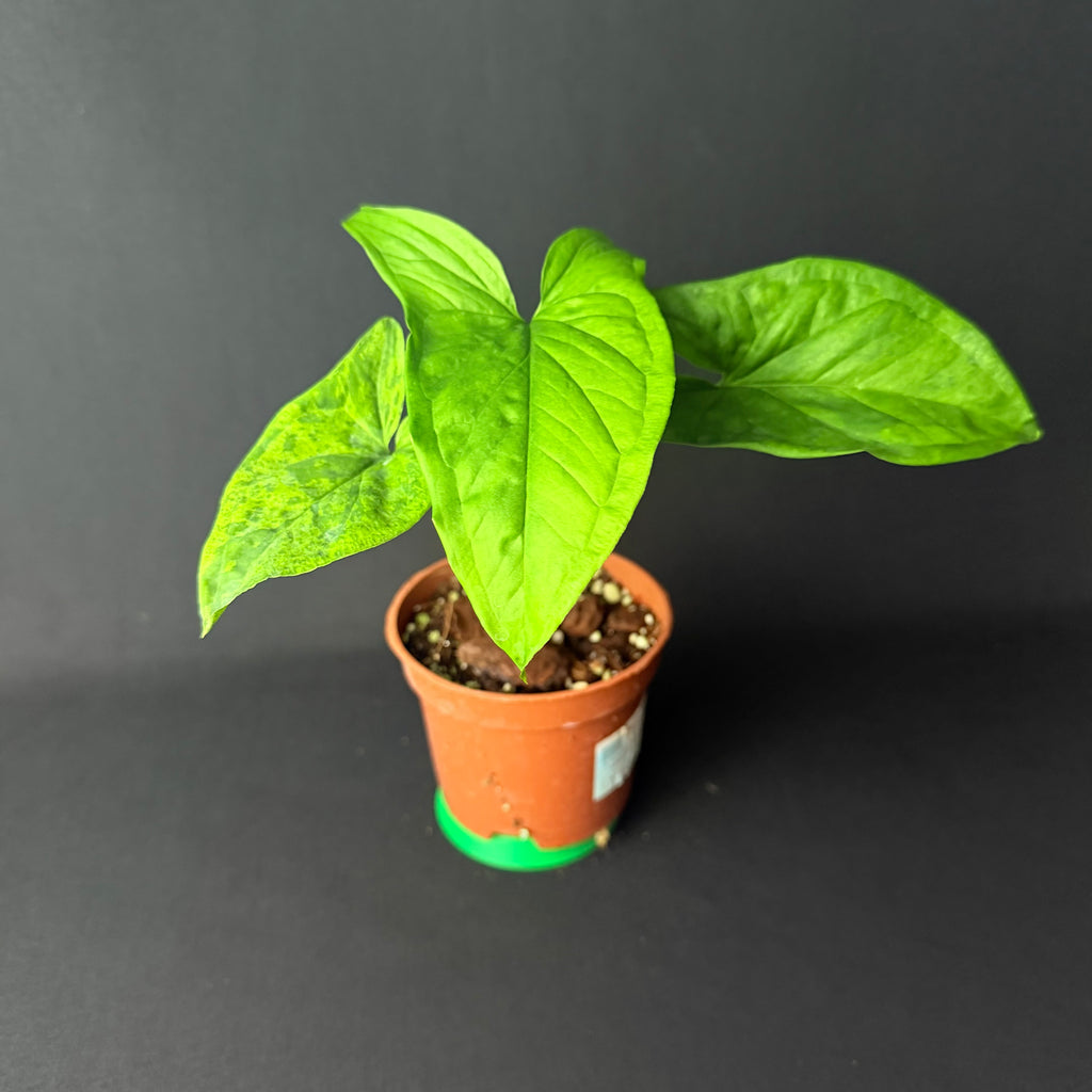 Syngonium Mottled/Mojito #1-2