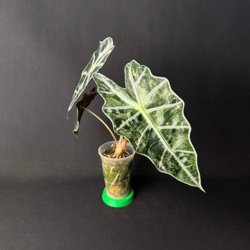 Alocasia Amazonica 'Polly' Mint Variegata #1-3