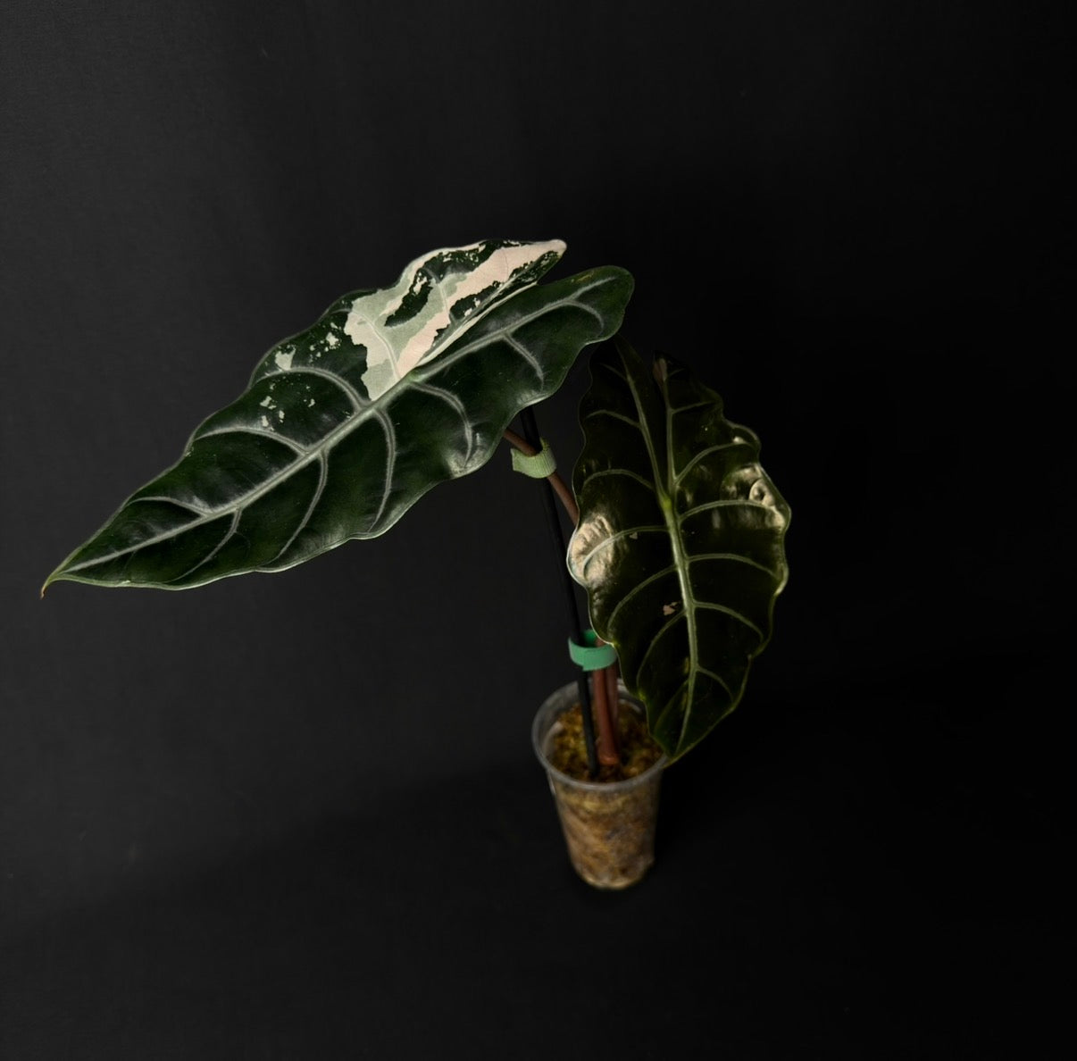 Alocasia Chantrierii Pink Variegata #3