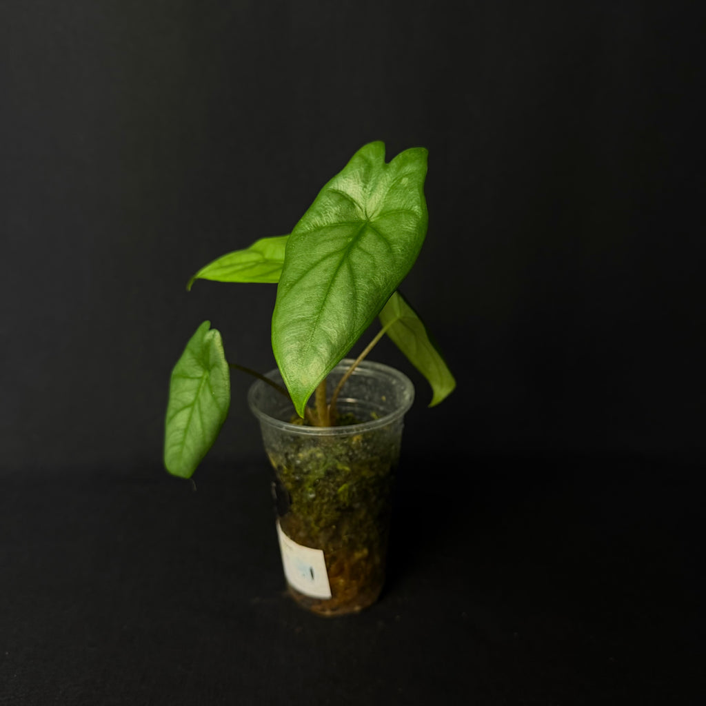Alocasia Heterophylla ´Corazon´#1-3