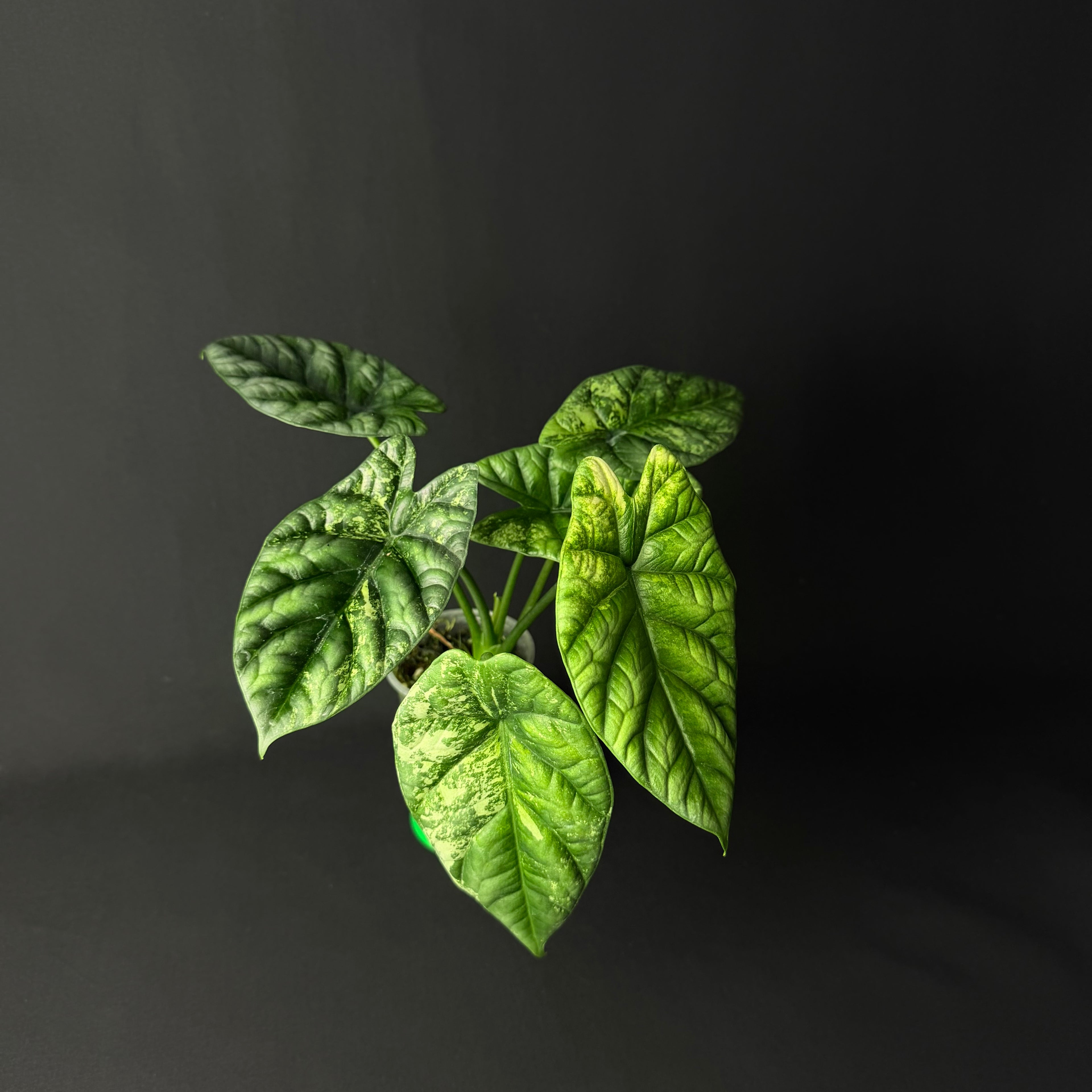 Alocasia Sinuata Mint Variegata #1-5