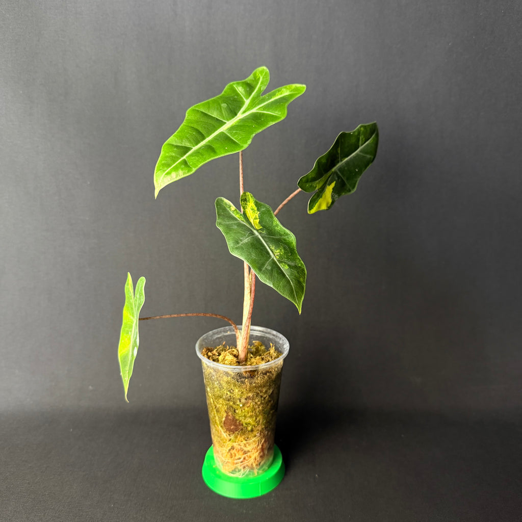 Alocasia Pseudosanderiana Aurea Variegata #1-6