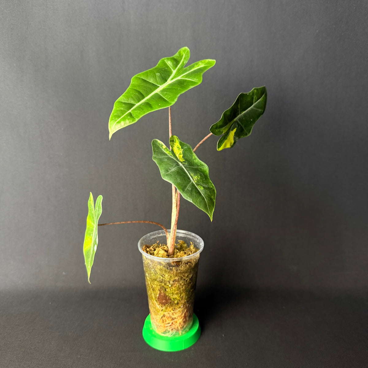 Alocasia Pseudosanderiana Aurea Variegata #1-6