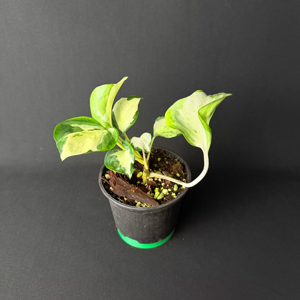 Epipremnum pinnatum 'Happy Leaf' #1-2