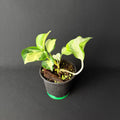 Epipremnum pinnatum 'Happy Leaf' #1-2