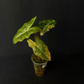 Alocasia Pseudosanderiana Aurea Variegata #1