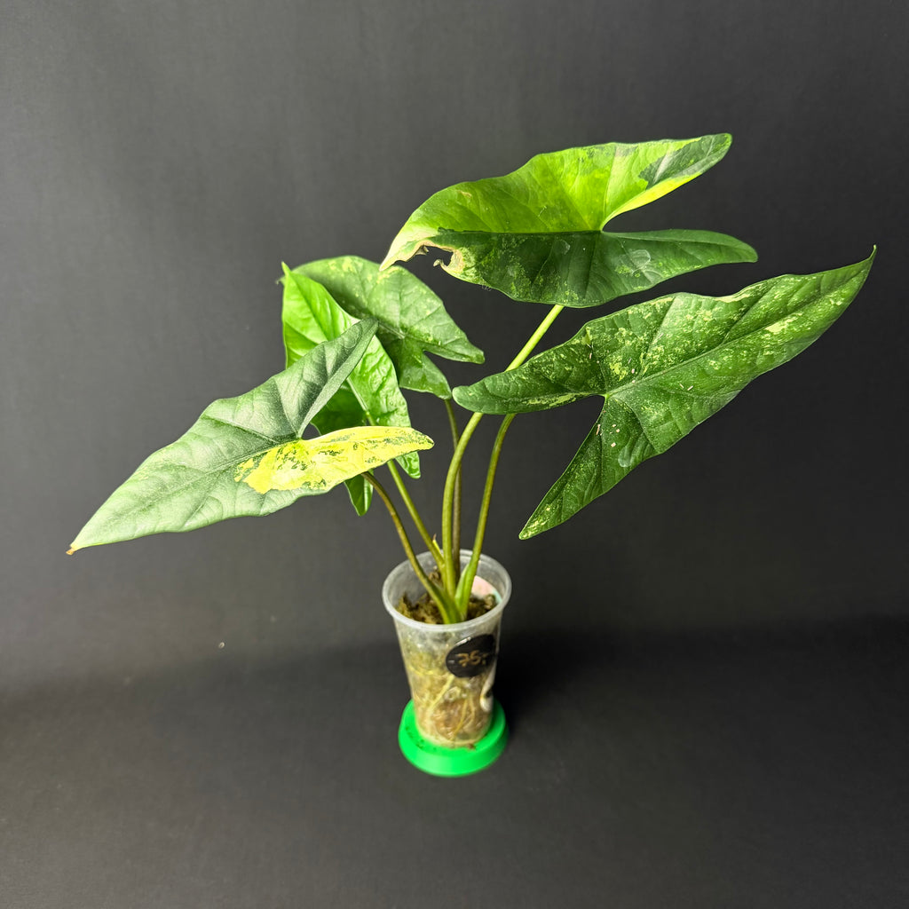 Alocasia Simpo Aurea Variegata #1