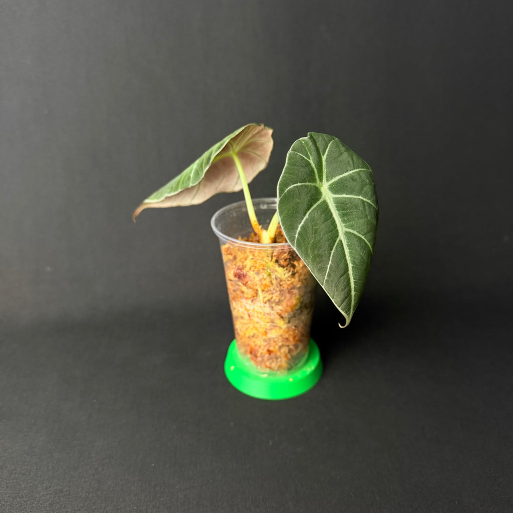 Plant template