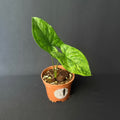 Syngonium Mottled/Mojito