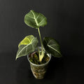 Alocasia Reginula 'Black Velvet' Gold Variegata #2